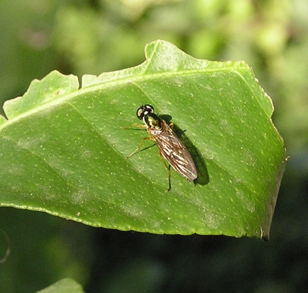 Chloromyia formosa